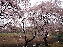 東大駒場グランド枝垂れ桜