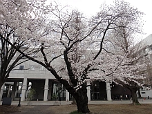 東大先端研桜