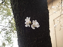 東大駒場桜