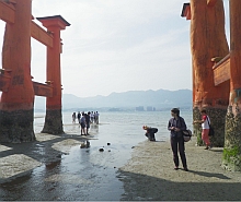 2013年5月22日　干潮時の厳島神社鳥居を散策する参加者