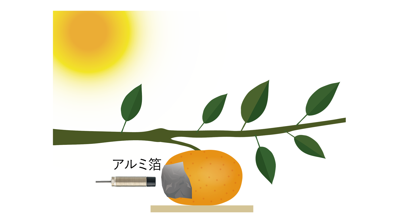 果実の成長観察
